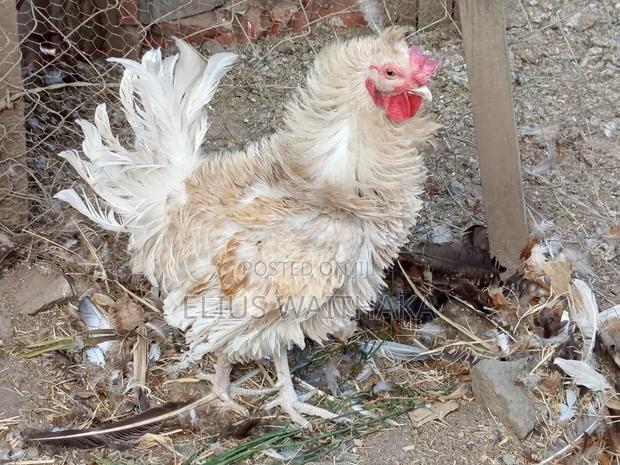 Fertilized Polish and Frizzle Bantam Eggs. - thumbnail 8