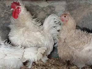 Fertilized Polish and Frizzle Bantam Eggs.
