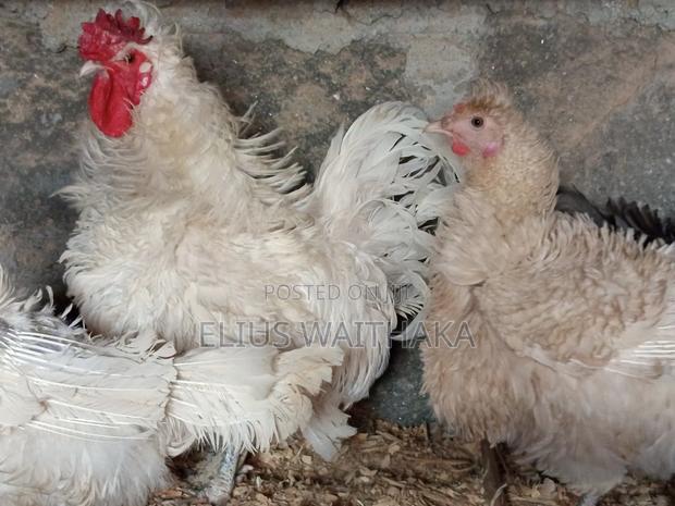 Fertilized Polish and Frizzle Bantam Eggs. - thumbnail 5