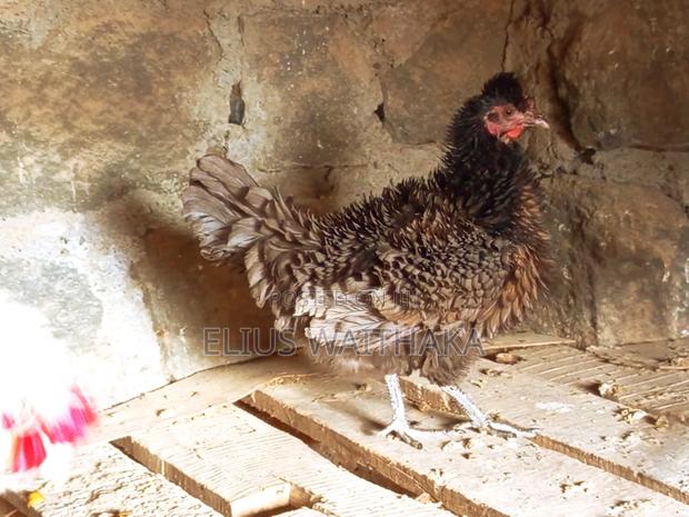 Fertilized Polish and Frizzle Bantam Eggs. - thumbnail 9