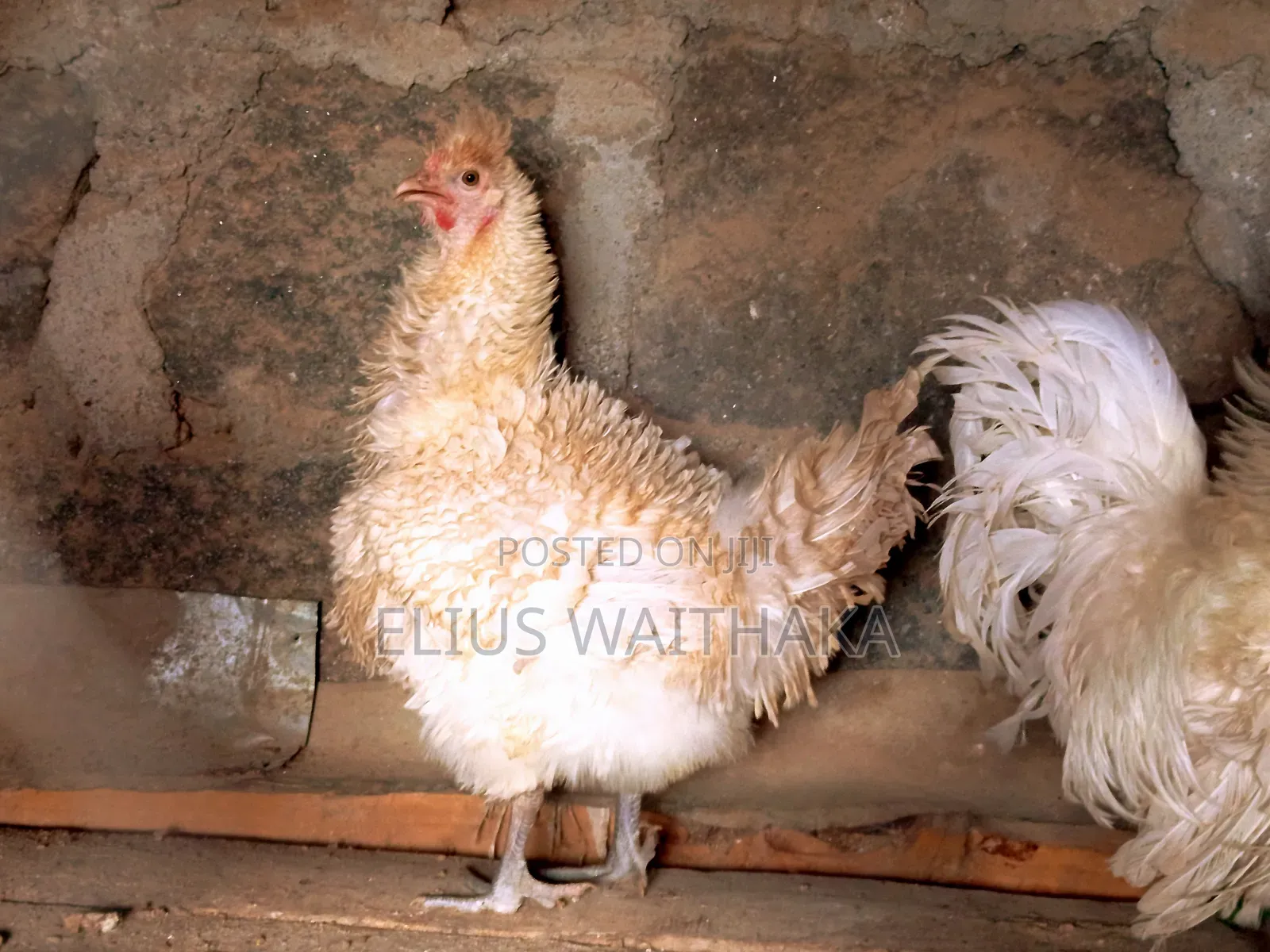Fertilized Polish and Frizzle Bantam Eggs.