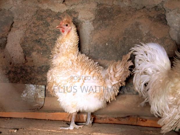 Fertilized Polish and Frizzle Bantam Eggs. - thumbnail 10