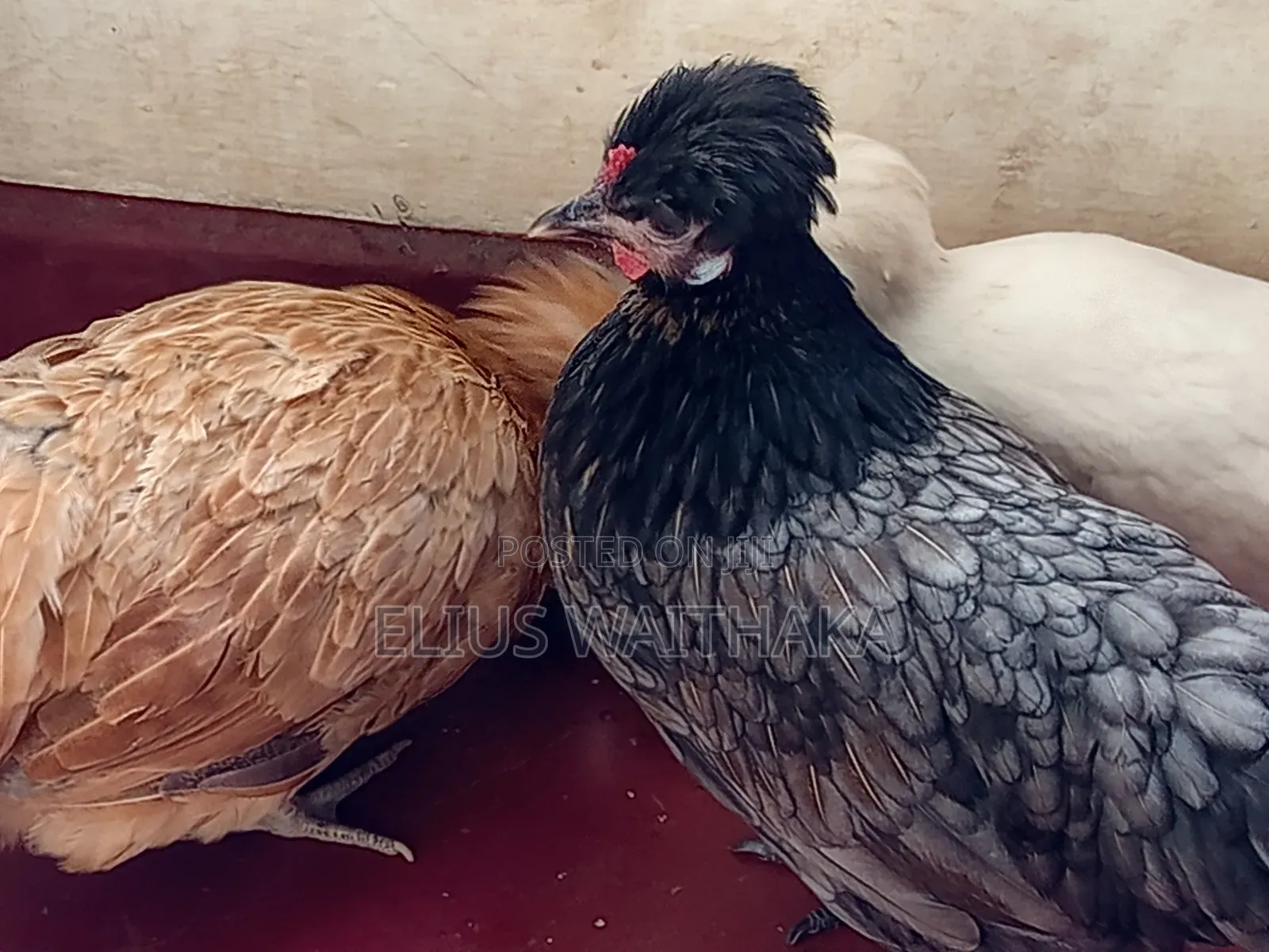 Fertilized Polish and Frizzle Bantam Eggs.