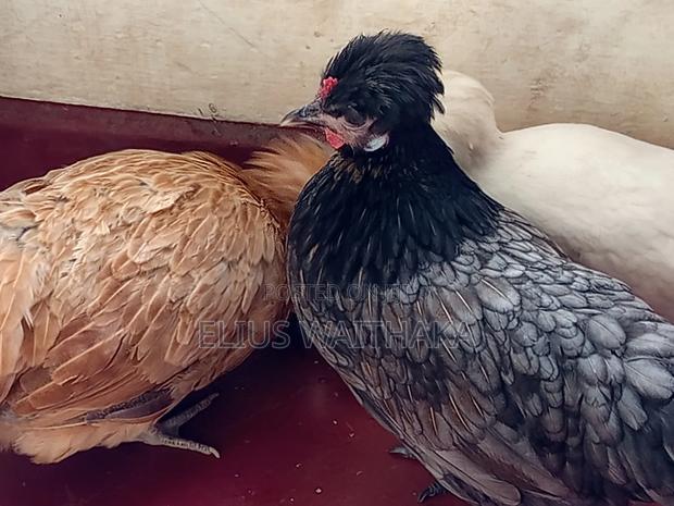 Fertilized Polish and Frizzle Bantam Eggs. - thumbnail 11