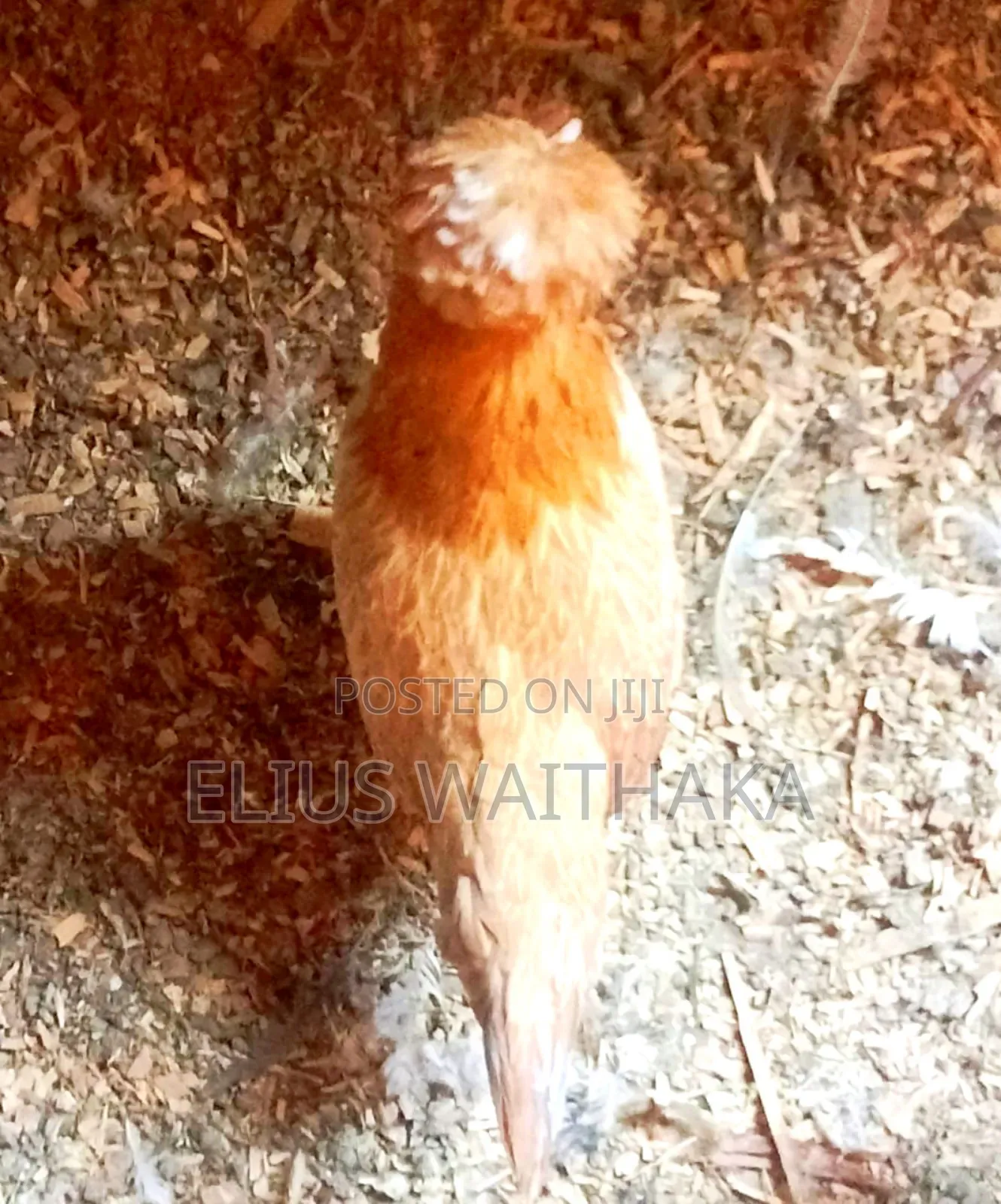 Fertilized Polish and Frizzle Bantam Eggs.