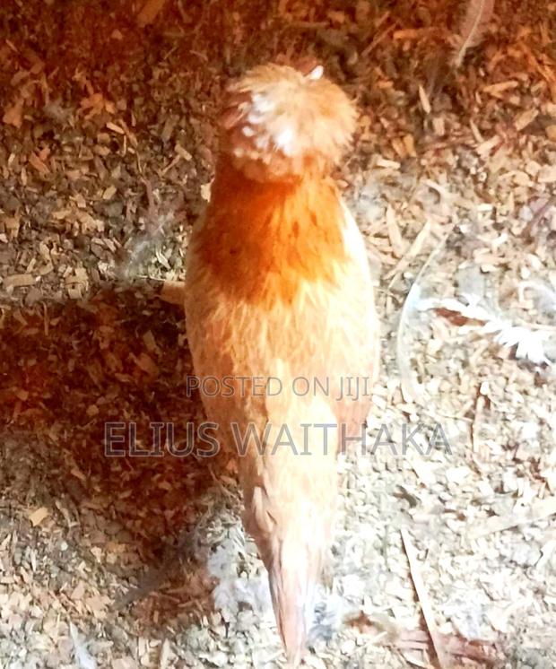 Fertilized Polish and Frizzle Bantam Eggs. - thumbnail 3