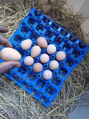 Fertilized Guinea Fowl (Kanga) Eggs - main view