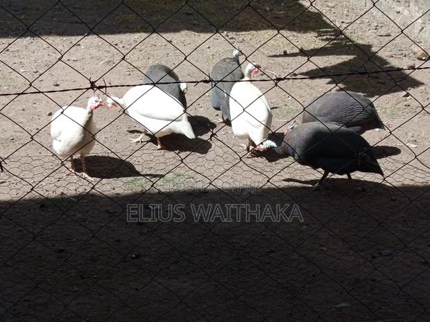 Fertilized Guinea Fowl (Kanga) Eggs - thumbnail 3