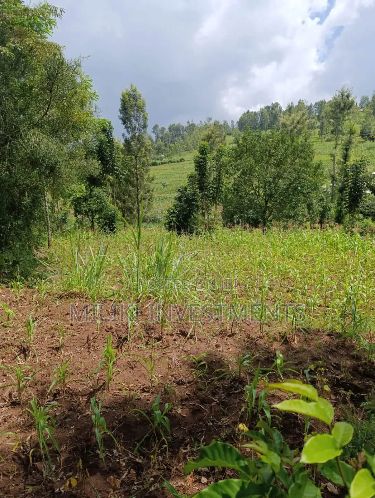 Half an Acre on Sale at Makuyu-Mihang'o