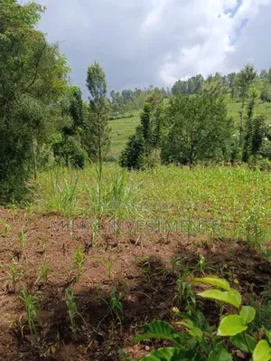 Half an Acre on Sale at Makuyu-Mihang'o