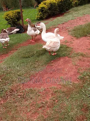 Mature Geese