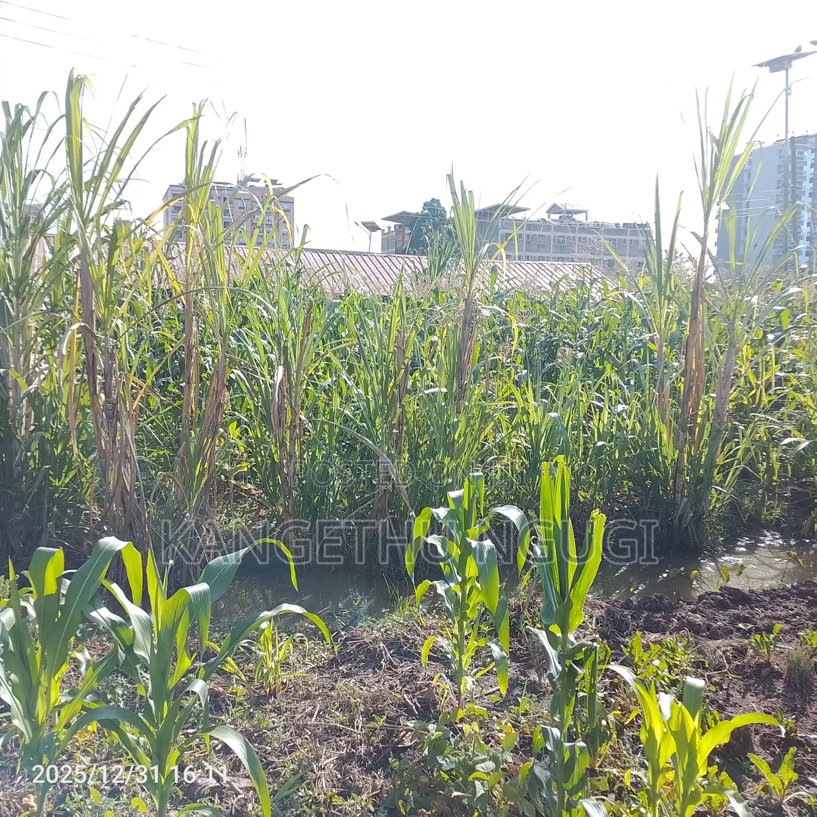 55x120 Commercial Plot Oj Ruiru