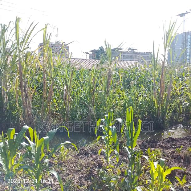 55x120 Commercial Plot Oj Ruiru - thumbnail 3