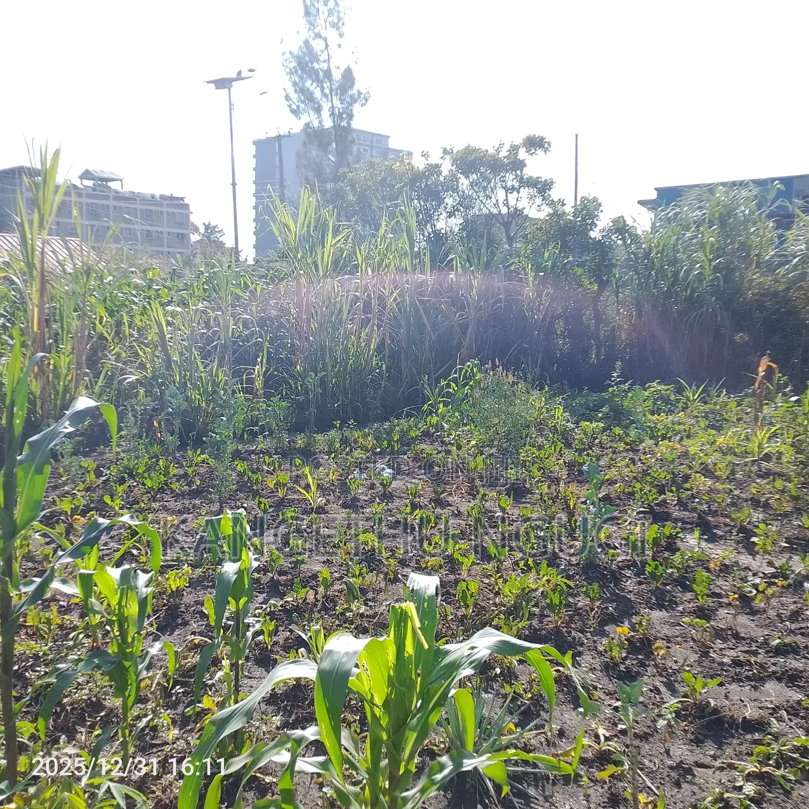 55x120 Commercial Plot Oj Ruiru