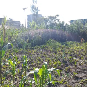 55x120 Commercial Plot Oj Ruiru