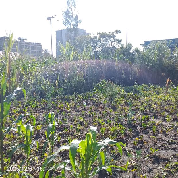 55x120 Commercial Plot Oj Ruiru - thumbnail 4