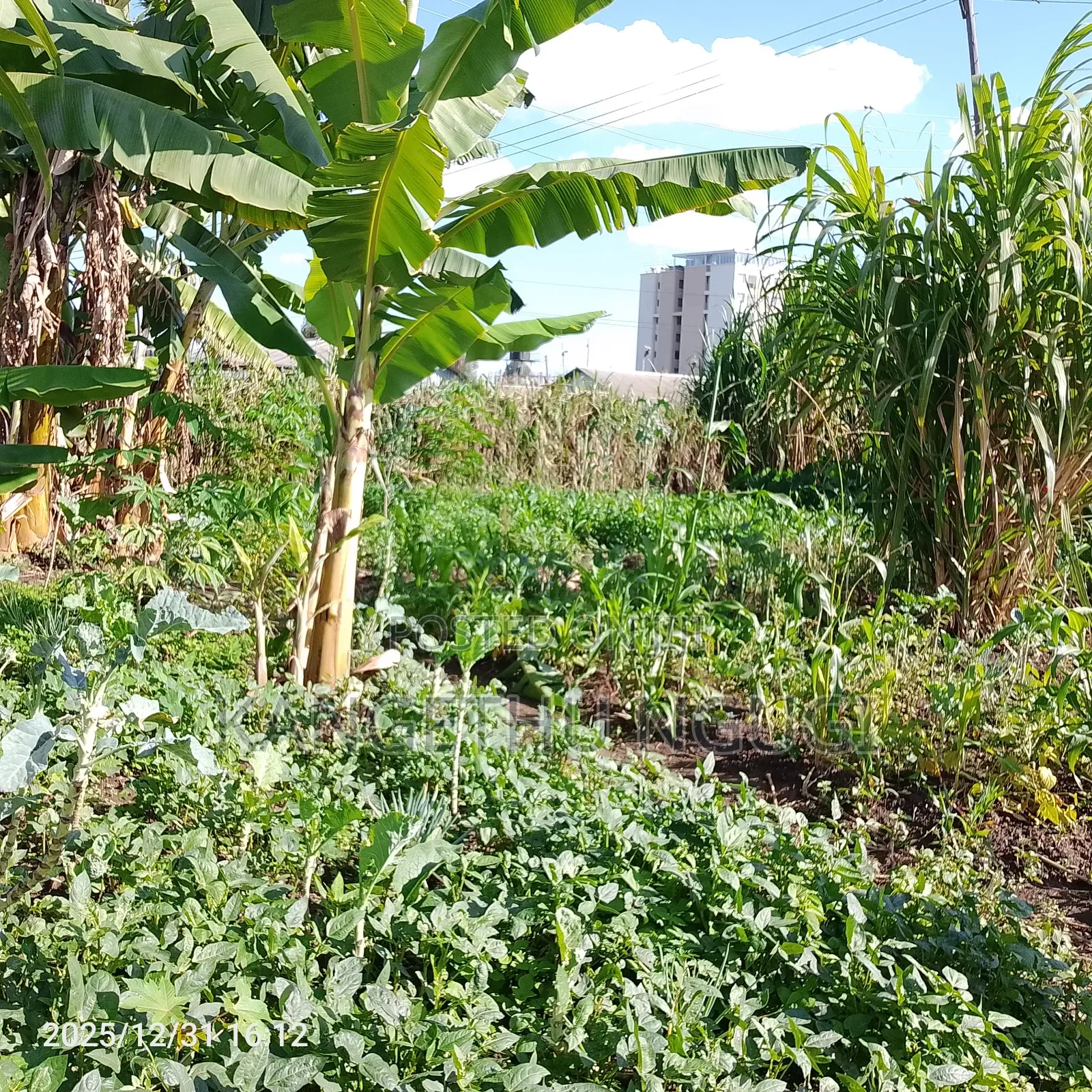 55x120 Commercial Plot Oj Ruiru