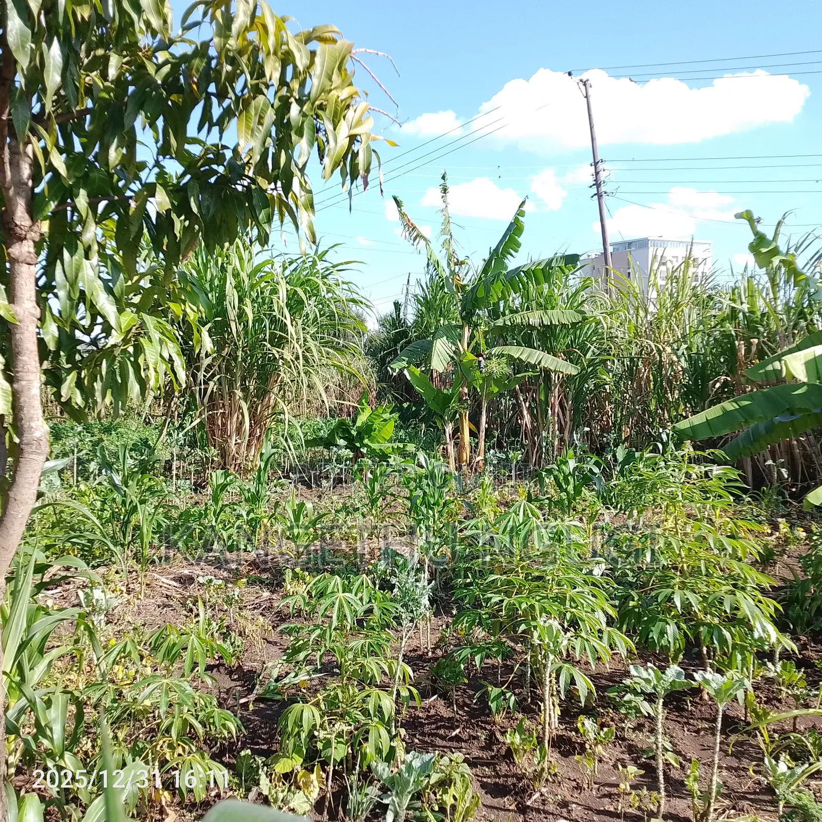 55x120 Commercial Plot Oj Ruiru