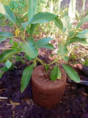 Avacado Seedlings for Commercial Farming - main view