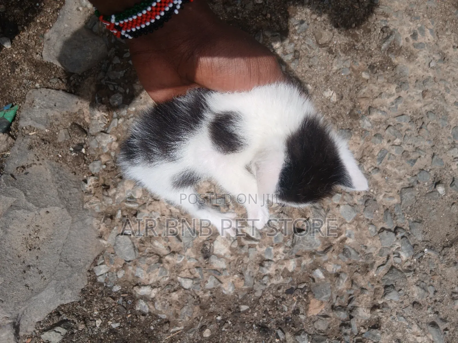 1-3 months Female Purebred American Curl