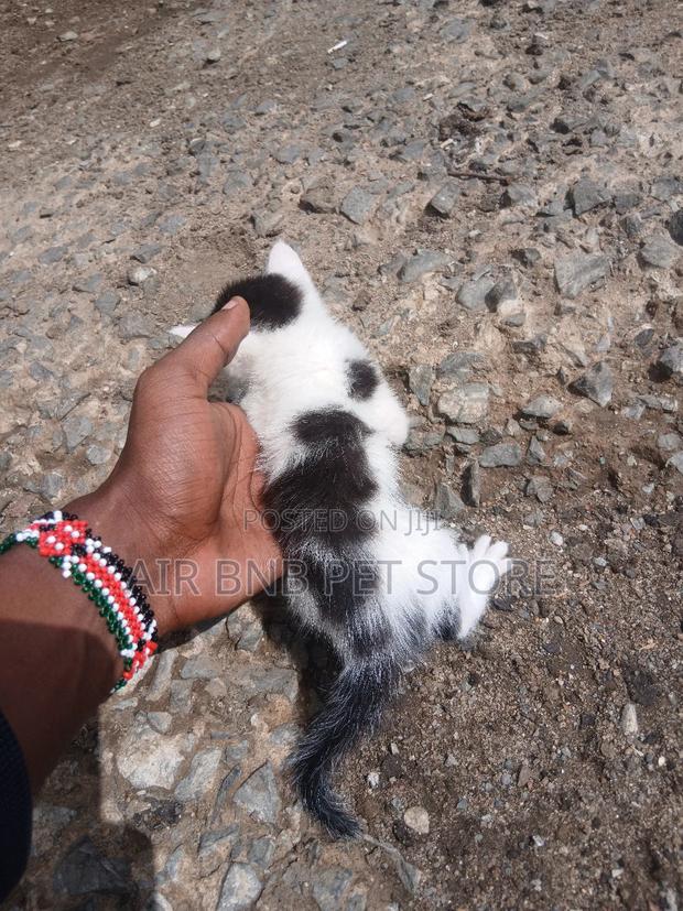 1-3 months Female Purebred American Curl