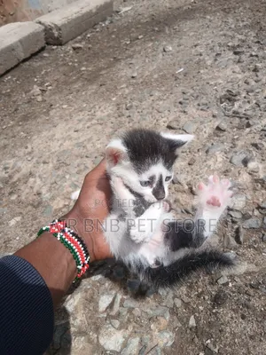1-3 months Female Purebred American Curl