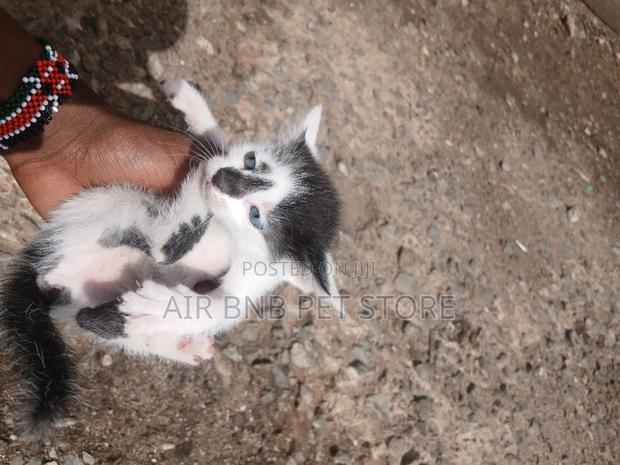 1-3 months Female Purebred American Curl - thumbnail 4