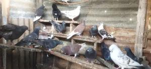 Birds Selling - thumbnail 2