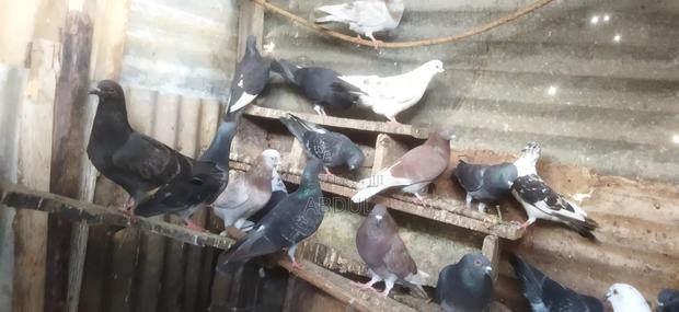 Birds Selling - thumbnail 3