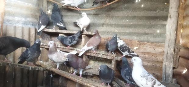 Birds Selling - thumbnail 4