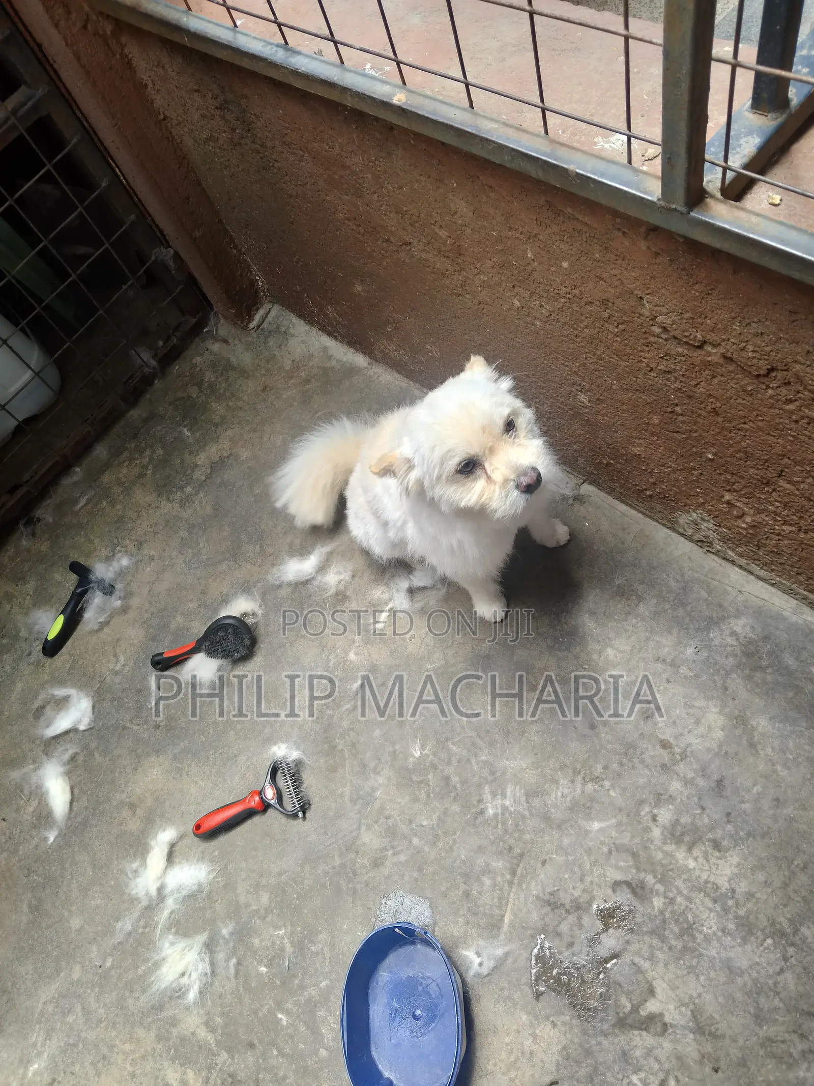Dog Grooming