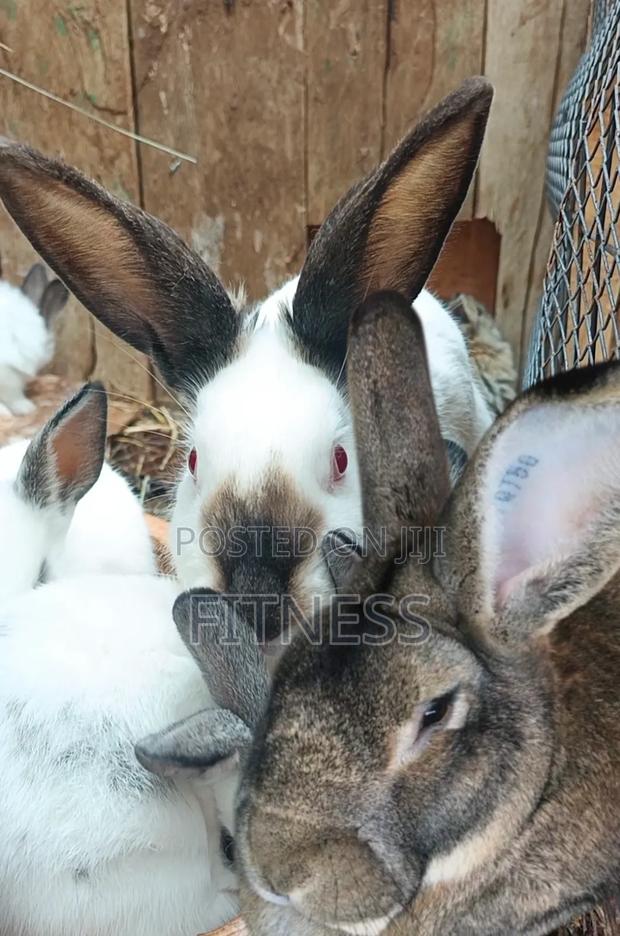 Pure Breed and Hybrid Rabbits - main view