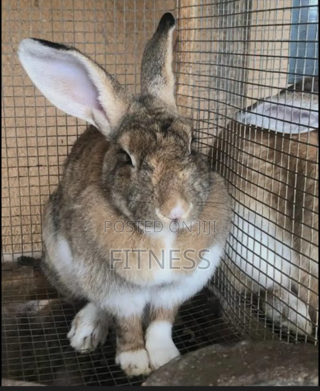 Pure Breed and Hybrid Rabbits