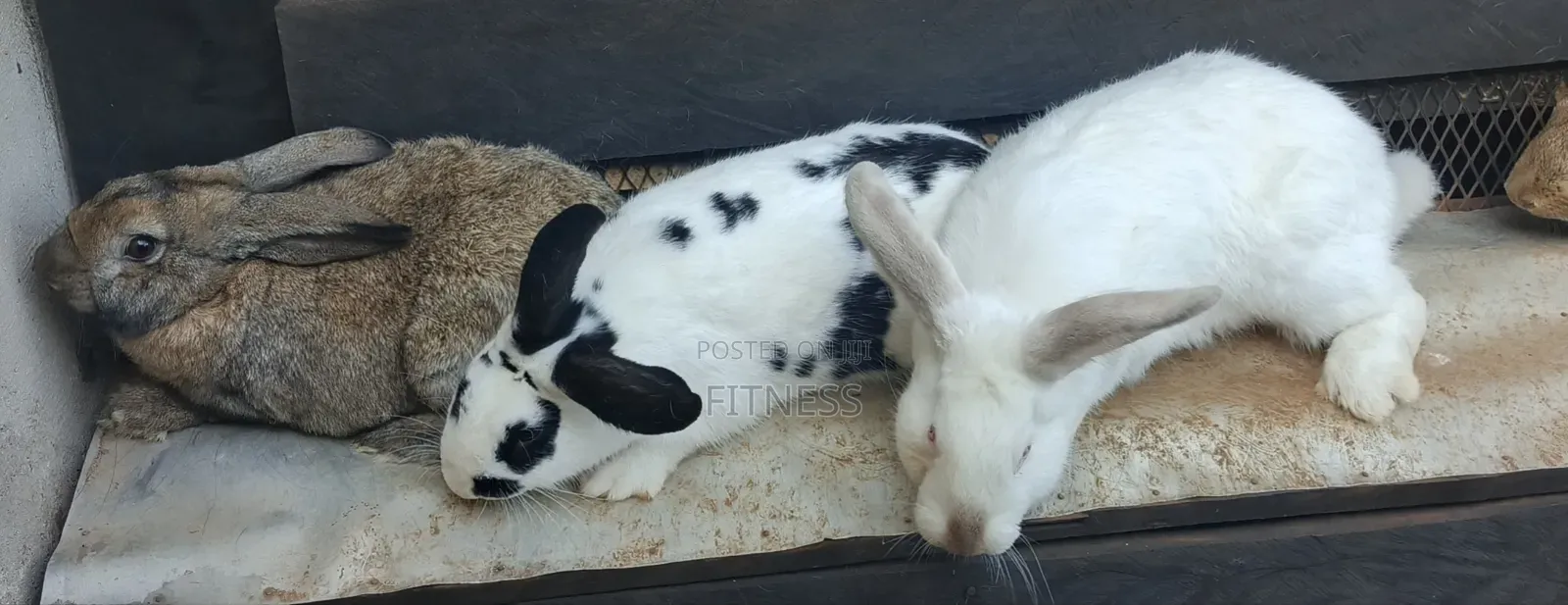 Pure Breed and Hybrid Rabbits