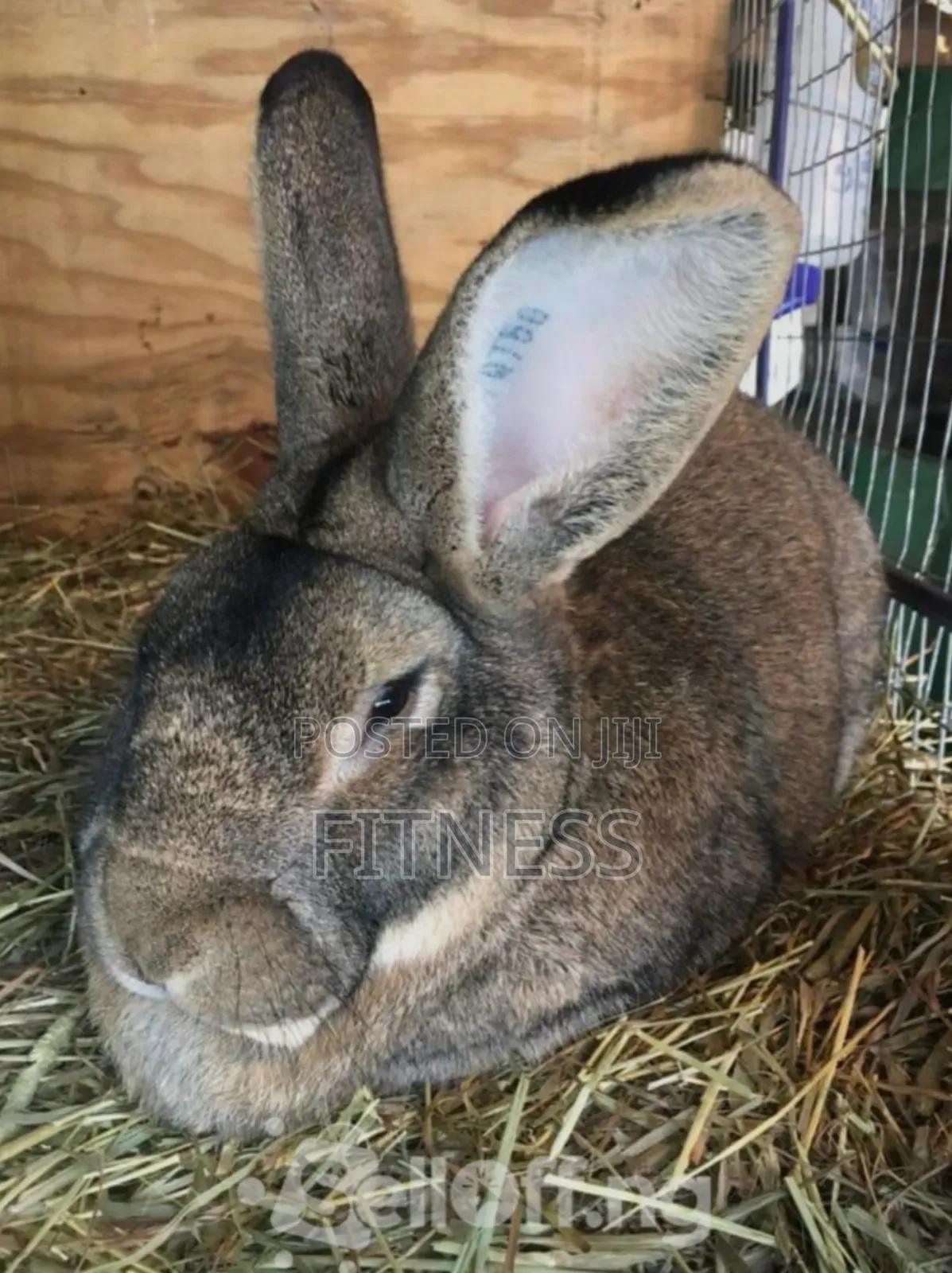 Pure Breed and Hybrid Rabbits