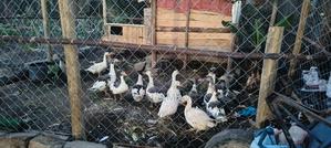 Mature Gees - main view