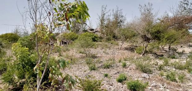 10 Acres Front Row Beach Property – Kilifi - thumbnail 7