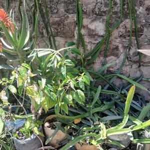 Dragon Fruit Seedlings - thumbnail 2