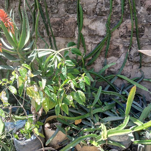 Dragon Fruit Seedlings - main view
