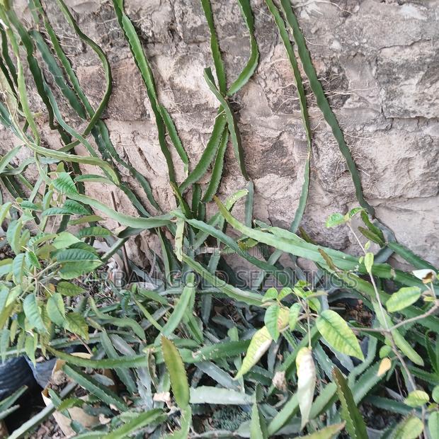 Dragon Fruit Seedlings - thumbnail 3