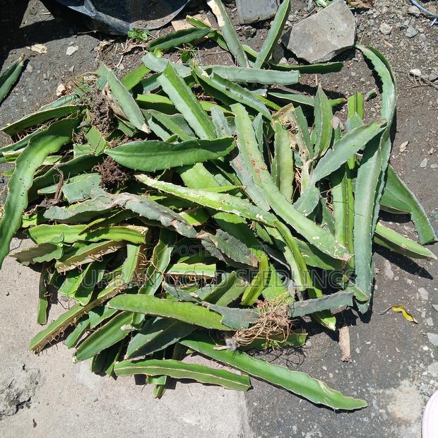 Dragon Fruit Seedlings - thumbnail 4