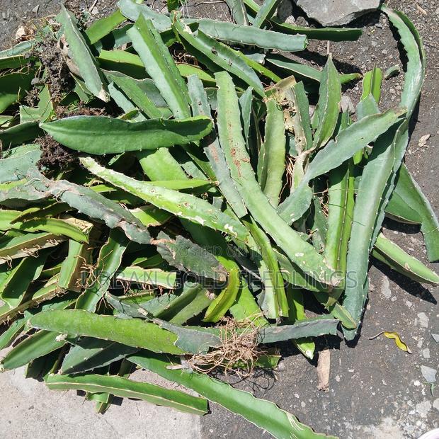 Dragon Fruit Seedlings - thumbnail 5