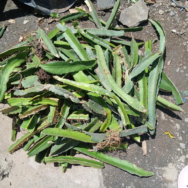 Dragon Fruit Seedlings - thumbnail 6