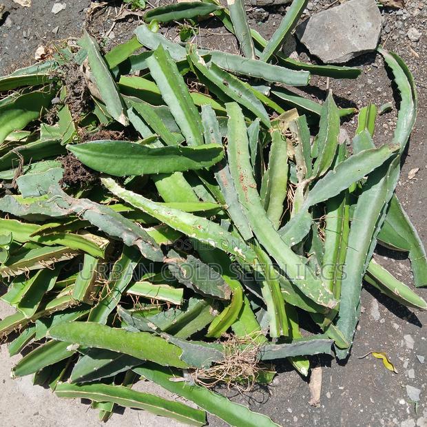 Dragon Fruit Seedlings - thumbnail 7