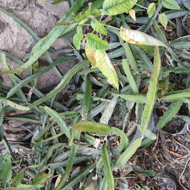 Dragon Fruit Seedlings - thumbnail 8