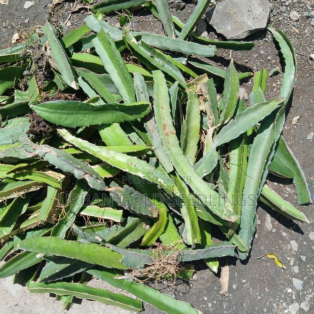 Dragon Fruit Seedlings - thumbnail 9