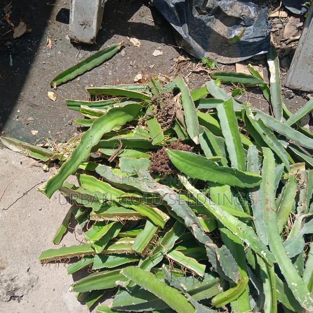 Dragon Fruit Seedlings - thumbnail 10