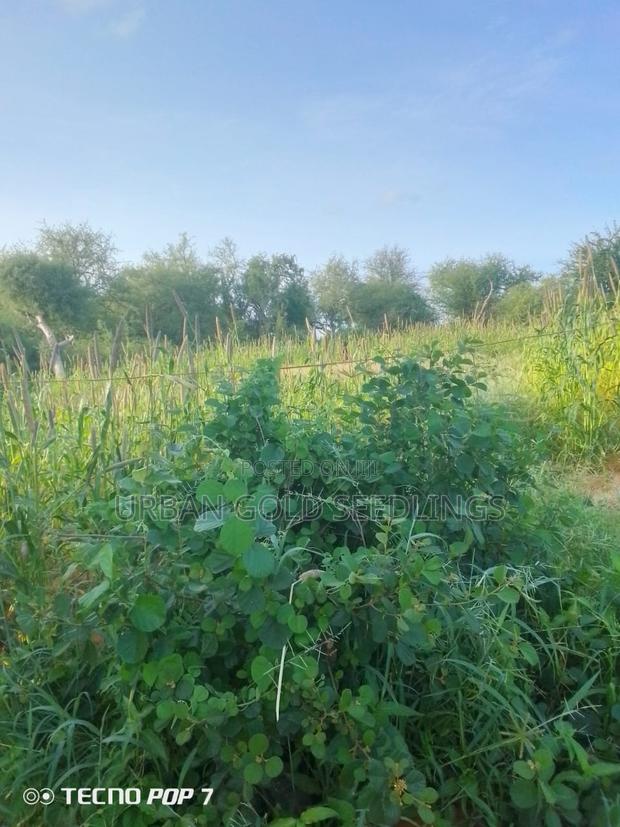 Pocket Friendly Lands on Sale - main view