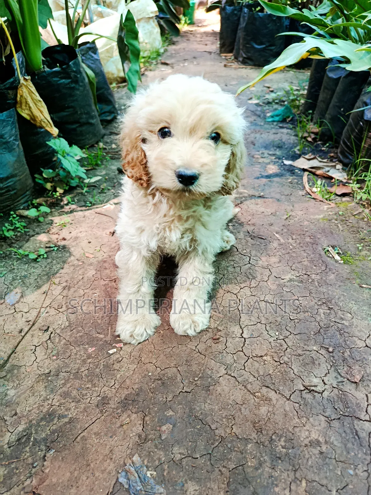 1-3 months Male Purebred Cockapoo