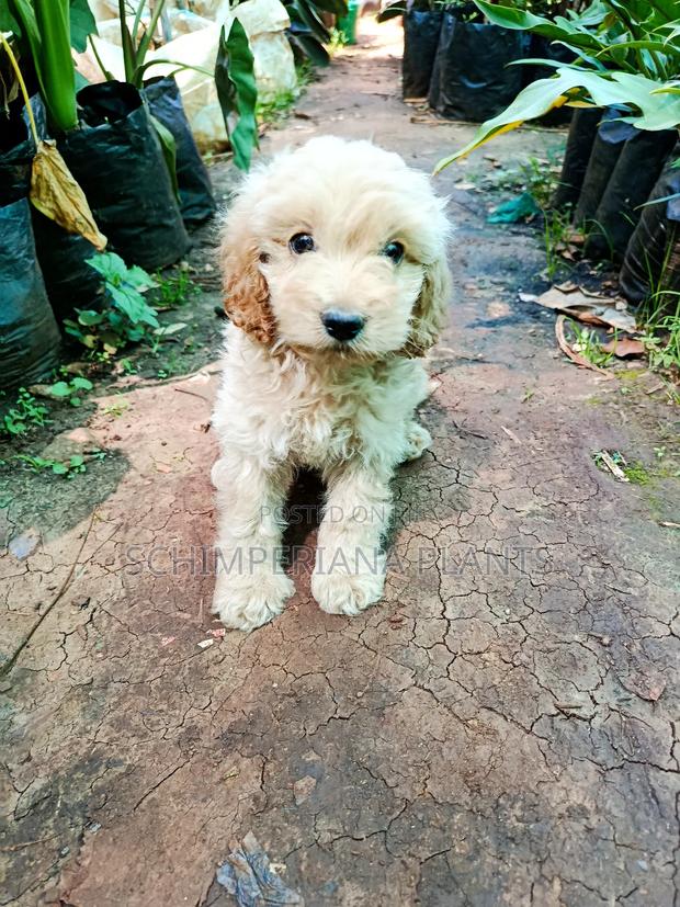 1-3 months Male Purebred Cockapoo - main view